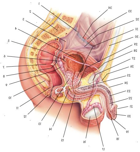 Vad gör det manliga reproduktiva systemet? Hur fungerar det manliga reproduktiva systemet att fungera?