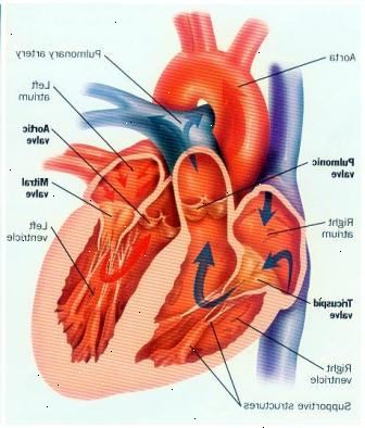 Hjärtklaffar och ventil sjukdom. British Heart Foundation.