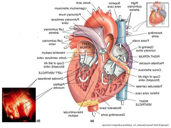 Hjärtat och blodkärl. Vad är hjärta och blodkärl? Hjärtat och blodkärl. Vad är hjärta och blodkärl?