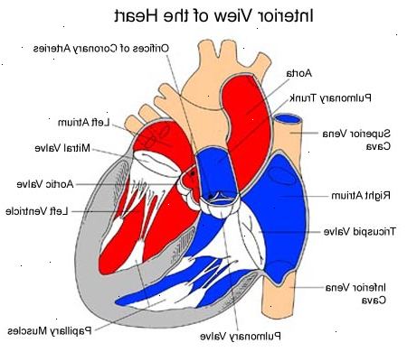 Var är hjärtat och blodkärlen hittade? Vad gör hjärtat och blodkärlen göra? Var är hjärtat och blodkärlen hittade? Vad gör hjärtat och blodkärlen göra?