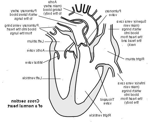 Aortakoarktation. Viss anatomi normalt hjärta och viktigaste blodkärl.
